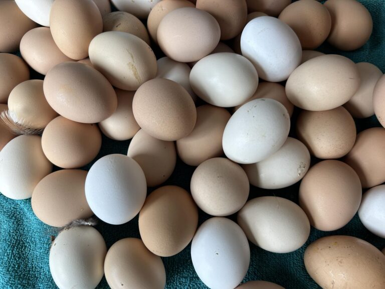 fresh-eggs